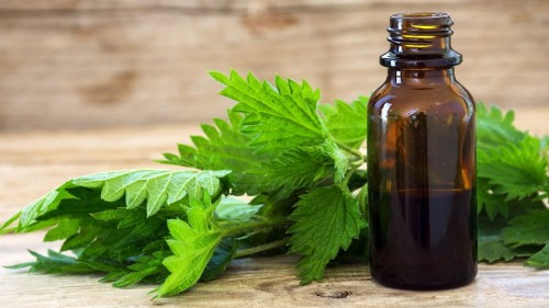 pokrzywa szczonbaum.jpeg