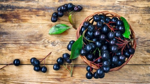 aronia schombaum.jpg