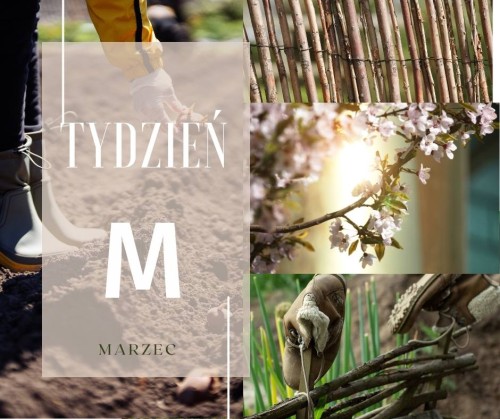 Tydzień M .jpg